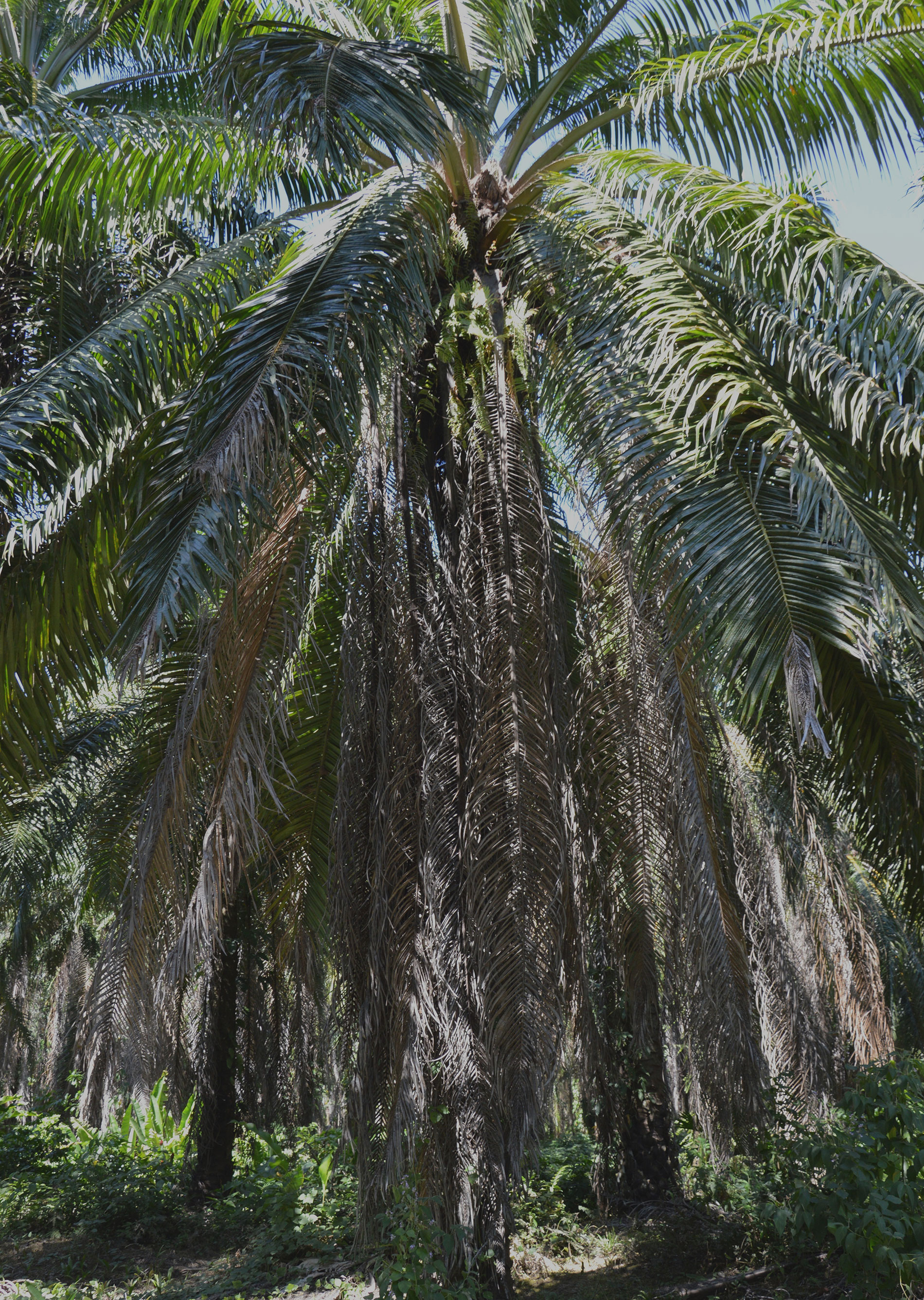 Alte Palmen in Costa Rica