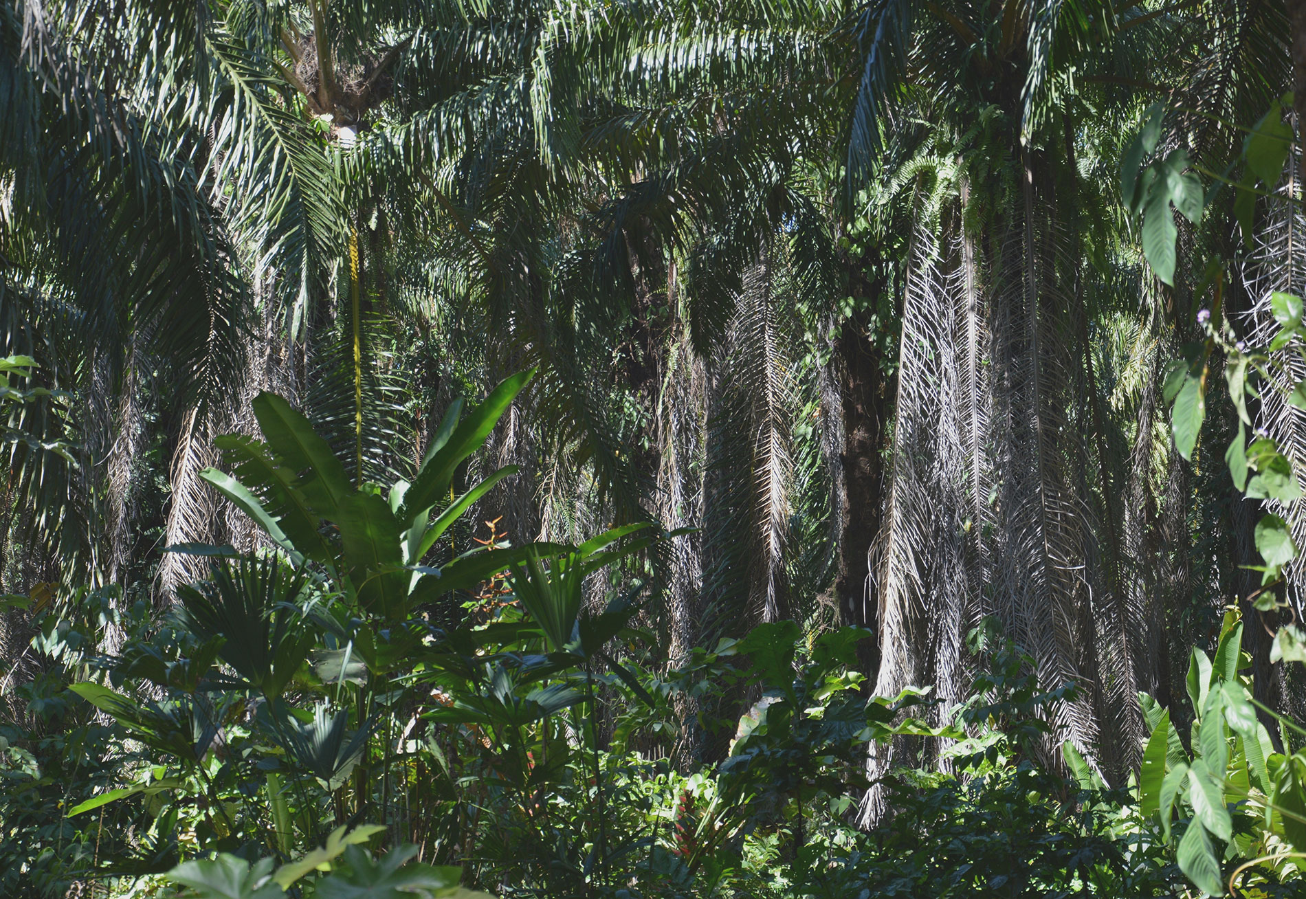 Alte Palmen in Costa Rica