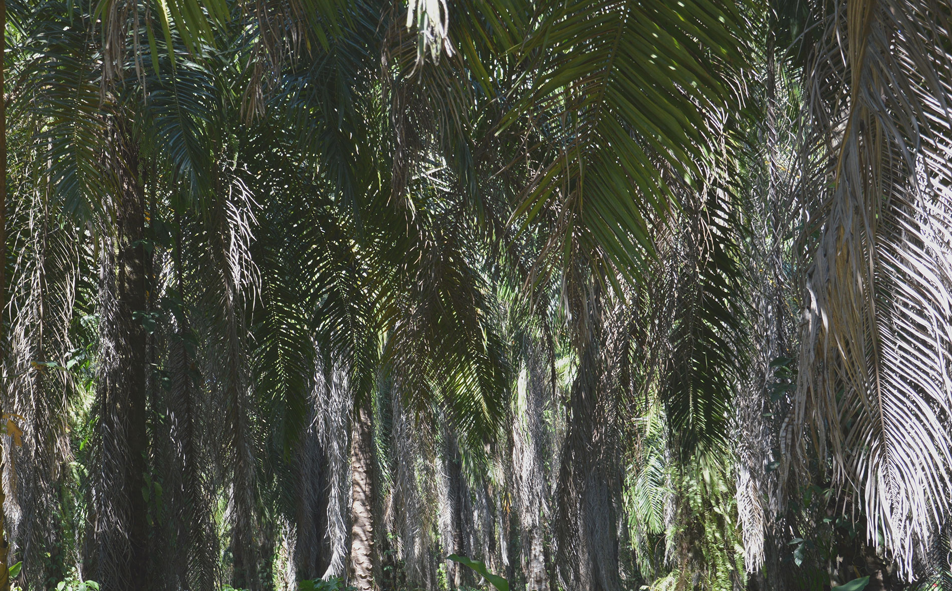 Alte Palmen in Costa Rica