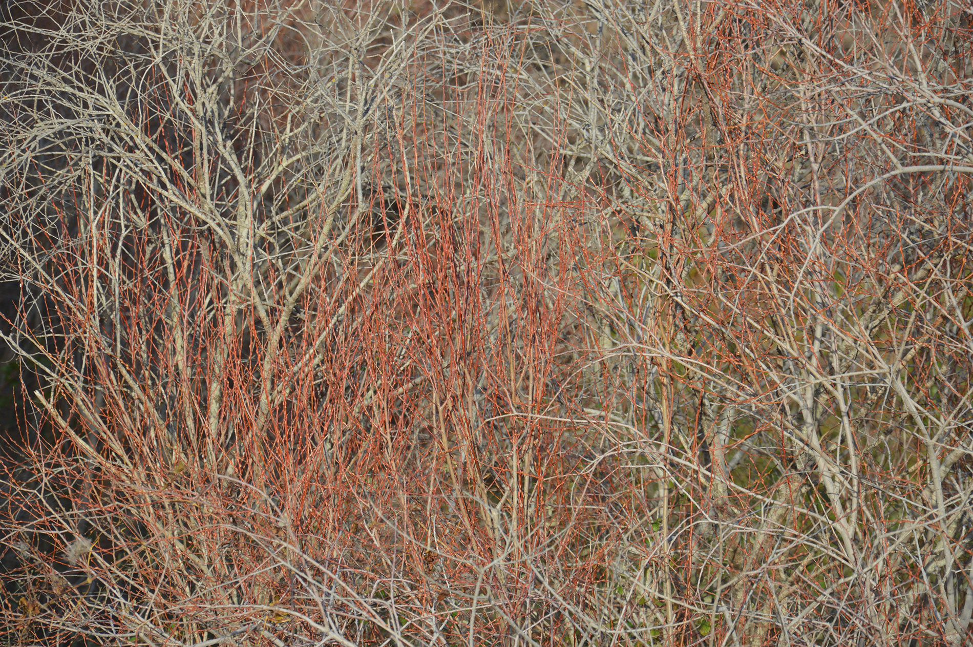 Dezemberfarben auf Korsika