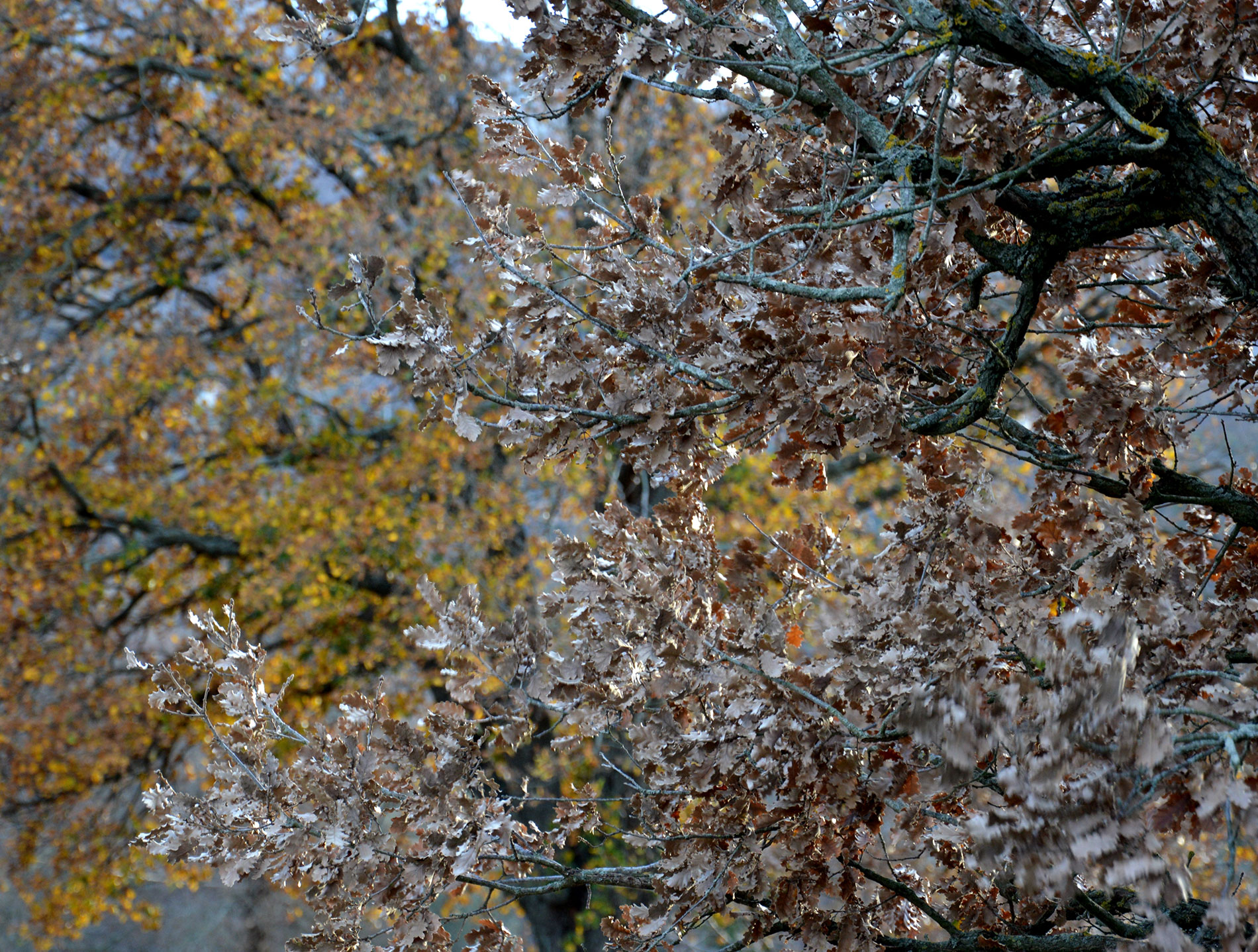 Dezemberfarben auf Korsika