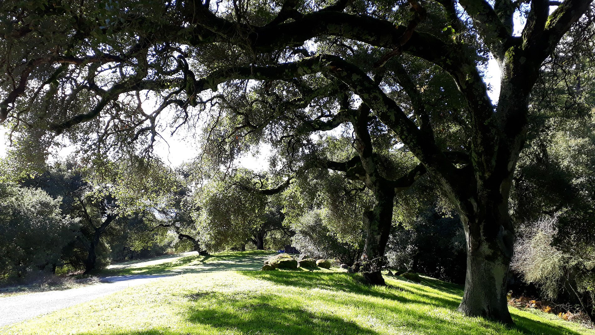 Kalifornische Eichen bei San José