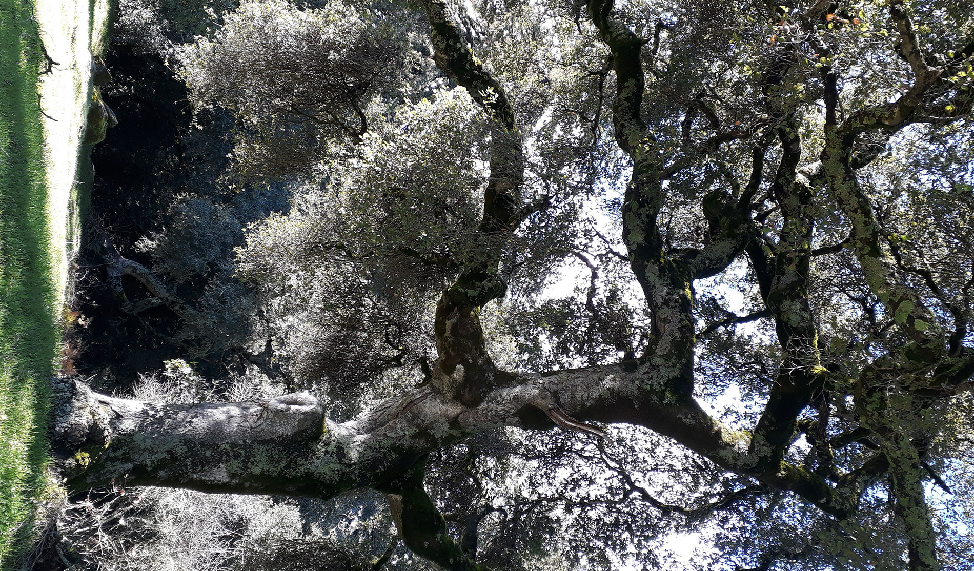 Kalifornische Eichen bei San José