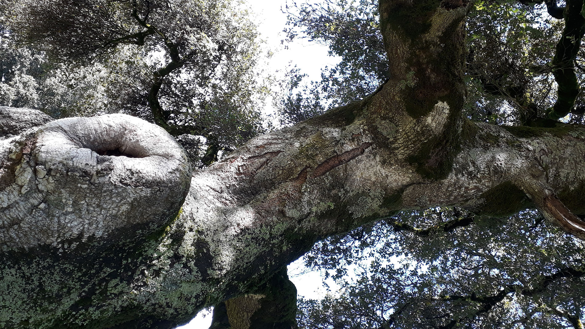 Kalifornische Eichen bei San José