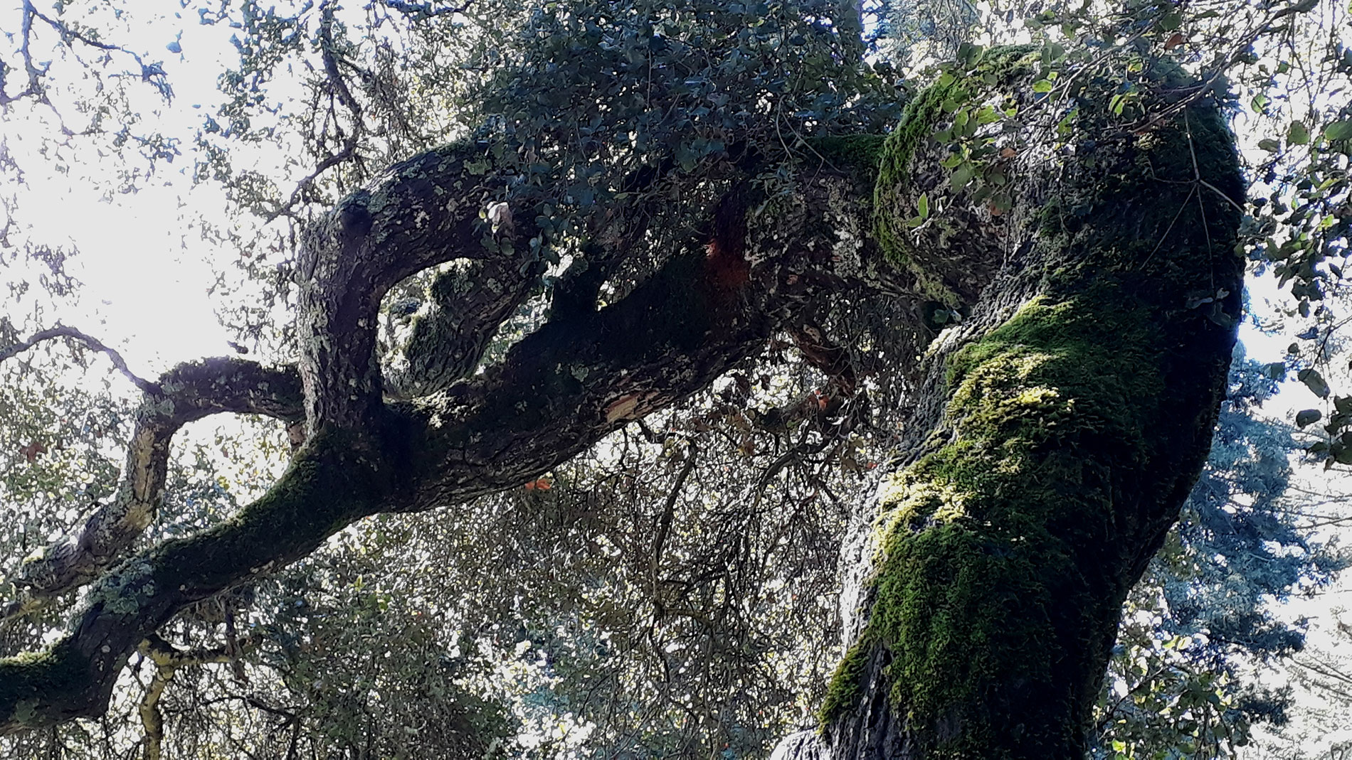 Kalifornische Eichen bei San José